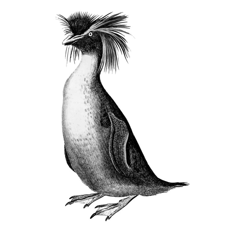 Rockhopper penguin - Image by rawpixel.com on Freepik